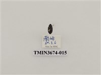 藏品(象鼻蟲(2))的圖片